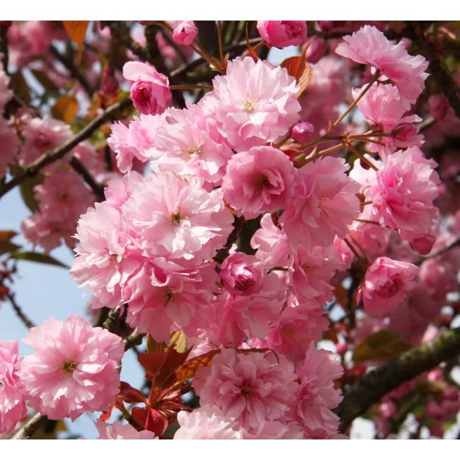 kanzan Prunus boom bloesem 2