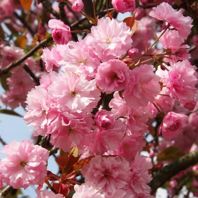 kanzan Prunus boom bloesem 2