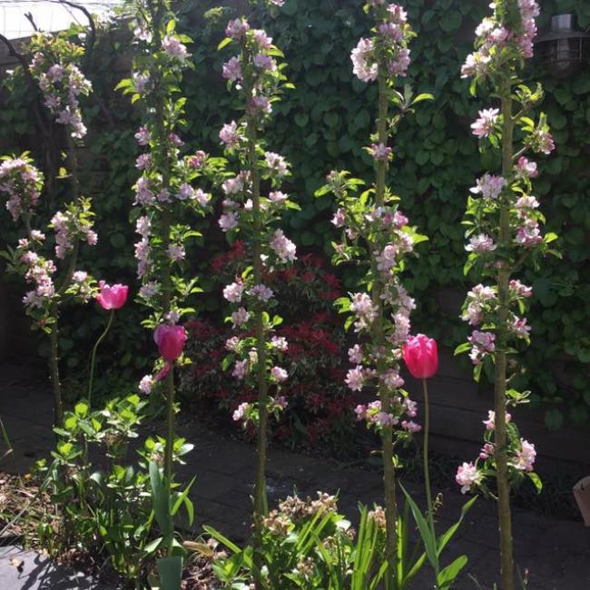 bloesem redspring haag met tulpen