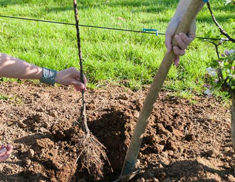 MiniTree planten