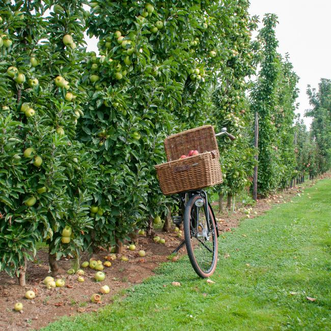 fiets met mand appels