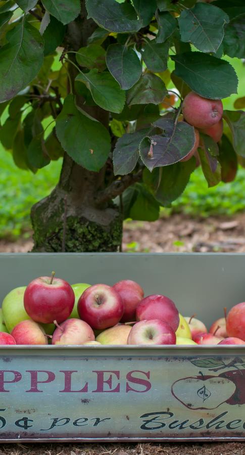 2018 kistje appels bij redlane bomen