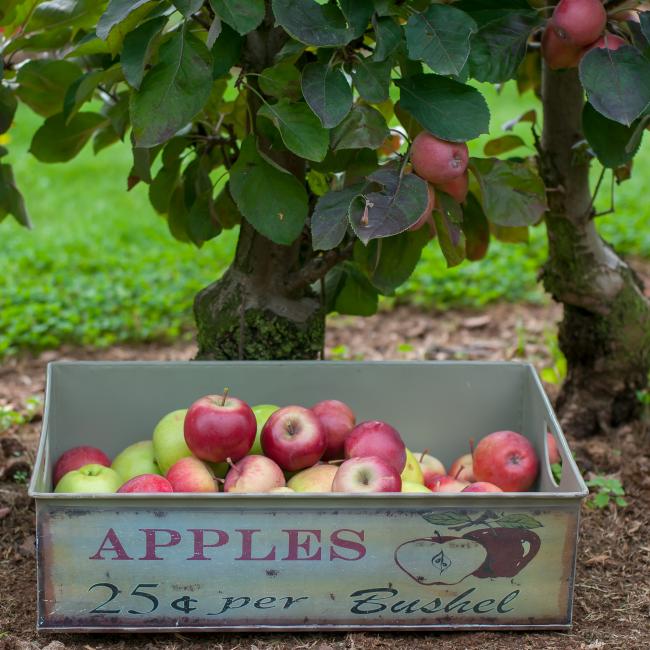 2018 kistje appels bij redlane bomen