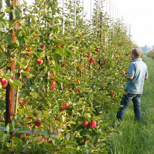 Santana bij fruitteler